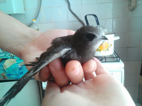 We found a swift, we don’t know what to do with it ... Help! - My, Swift, Birds, What to do, Longpost