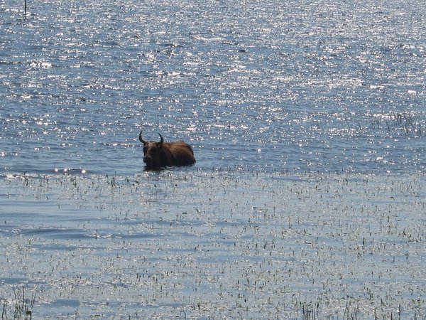 Sea cow? - Cow, The photo, Lake