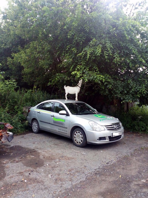 The car is nothing! - Goat, By car, Hunger, Impudence, Not mine, Auto