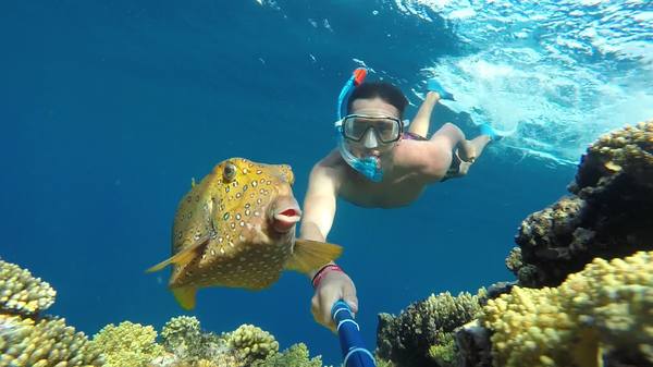 Arabian boxfish - A fish, My, Video, Selfie, , Red sea