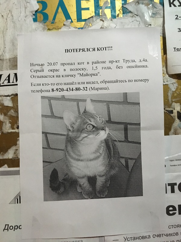 Peekaboo, help! It was in Voronezh - cat, Helping animals, Lost, Help, Animals, Search, League of detectives, Voronezh