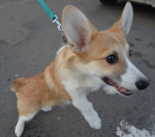 Corgi on Fridays - My, Corgi, Dog, Longpost, cat