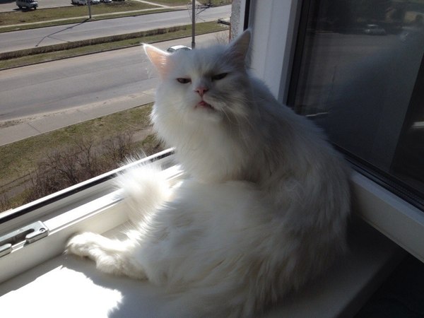 You ask me to go outside but you do it with no respect - Don Corleone, cat, White, The street, Window, Homemade, The photo