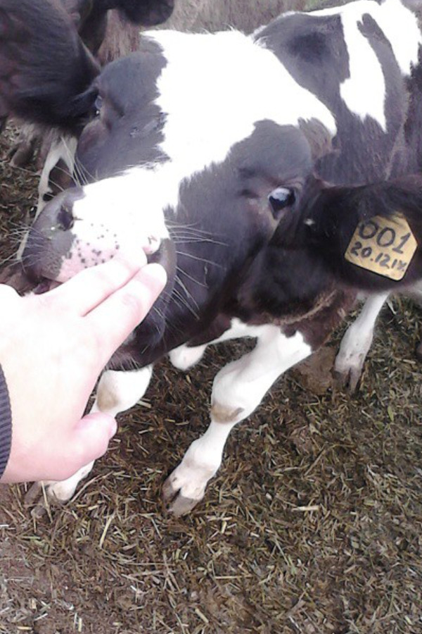 First! - My, Animals, Calf