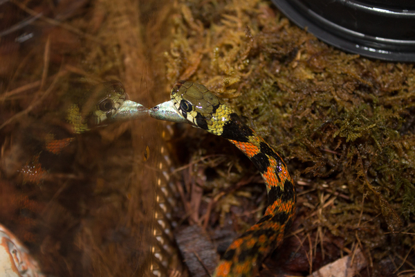 Tiger snake (Rhabdophis tigrinus) - My, Snake, A fish, Terrarium, Terrariumistics, Hunting, Longpost, The photo