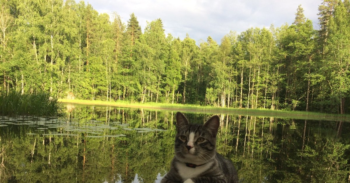 Кошки в озерах. Двухкошачье озеро Фрязино. Кот у реки. Кот на берегу озера. Котик на речке.