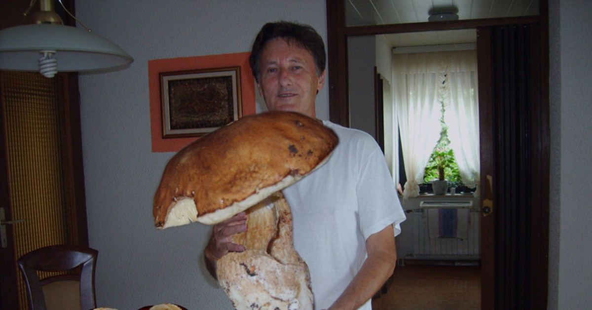 Самый большой гриб на земле фото