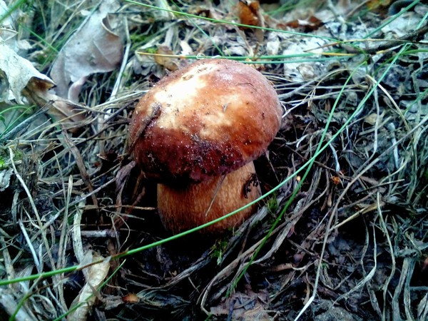 Mushrooms in the woods 3 - My, Mushrooms, Nature, Silent hunt, Longpost