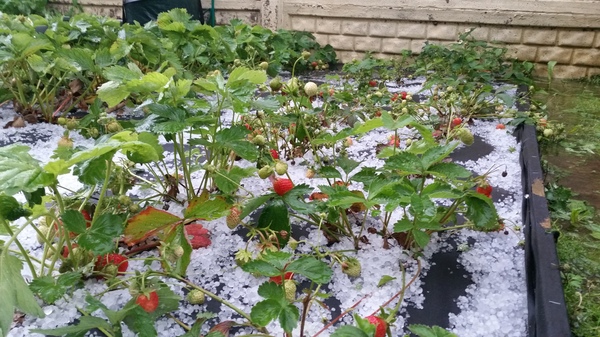 Frozen strawberries - My, Summer, Weather, Saint Petersburg