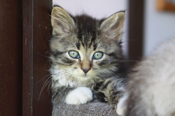 ПИТЕР!!! HELP!! Котейки ищут дом! - Моё, Кот, Кошки и котята, В добрые руки, Помощь, Помощь животным, Ленинградская область, Санкт-Петербург, Длиннопост