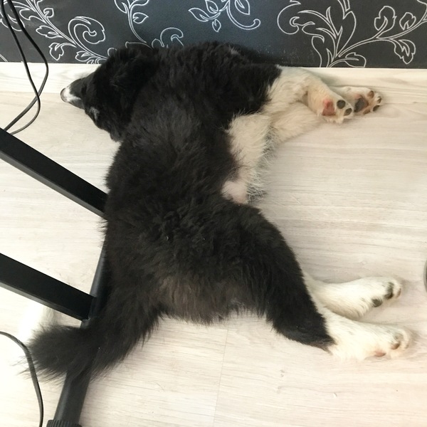 Поломка собаки, устранится или нет ?