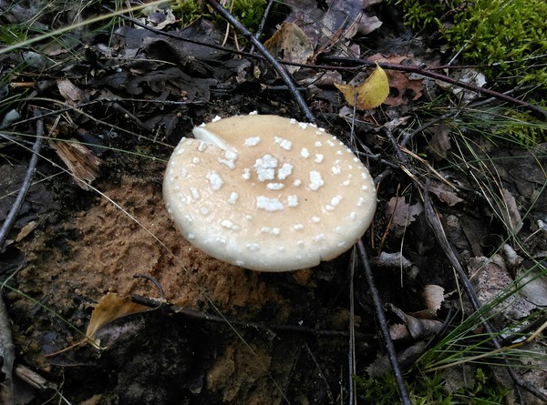 Silent hunting with full buckets - My, My, Camping, Longpost, Mushrooms, Mushroom season