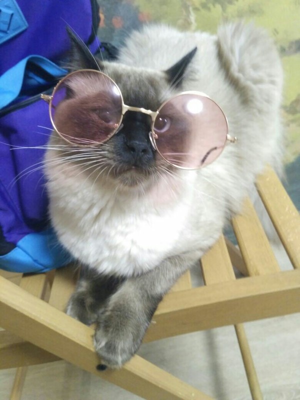 Scientist cat - My, cat, Catomafia, Glasses, My master is an idiot