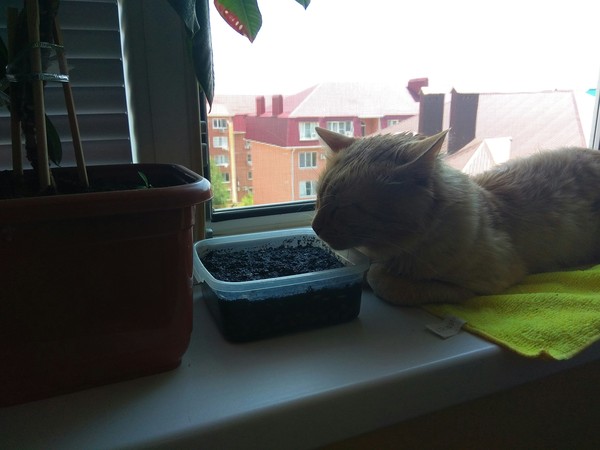 Waiting for the harvest - My, , Harvesting, cat