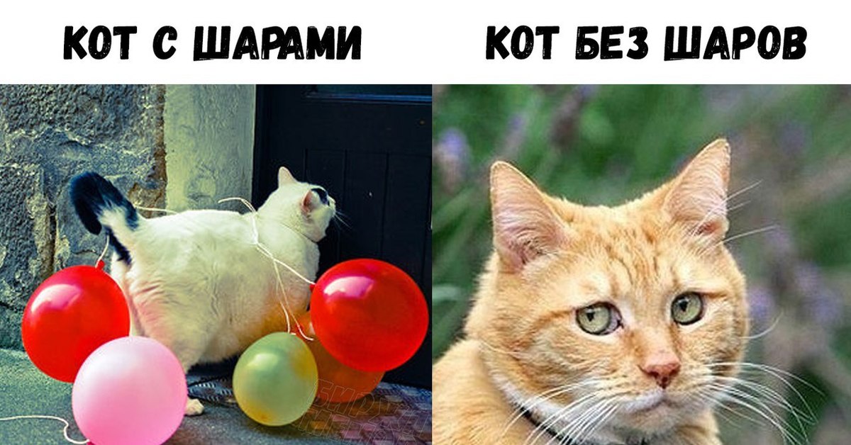 Мемы с котами без надписей. Мемы с котами. Кот Мем. Смешные мемы с котами. TVS C rjnfvb.