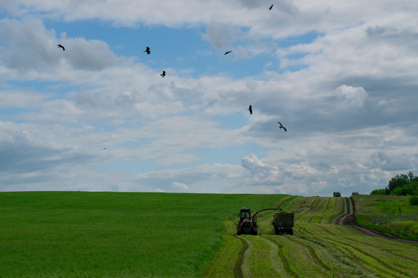 Where there is no fuss and noisy streets of the big city. - My, Nikon, Nikon d3300, 50mm, Landscape, Field