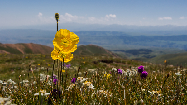 At the Kyzyl-Auyz pass - My, My, The mountains, Kazakhstan, The photo, Canon