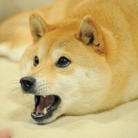 Doge - Doge, Собака