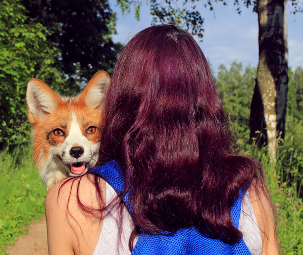 Warm regards from Jessie - My, Pets, Jesse the Fox, Domestic fox, Longpost