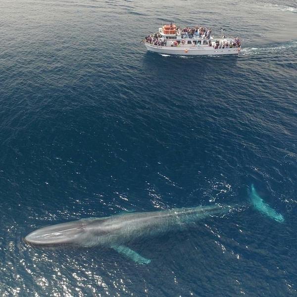 Синий кит в сравнении с 22-метровым кораблем Кит, Видео, Корабль