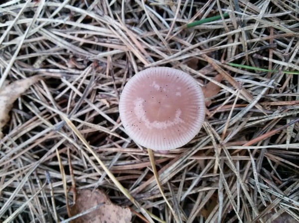 positive find - My, Mushrooms, Smile, Summer, Forest, Nature