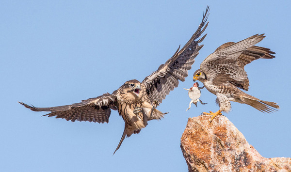 Look, turtle, how to fly! - The photo, Not mine, Falcon, Turtle, Birds, 