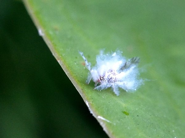 Like poplar fluff - Butterfly, Mimicry, Fluff