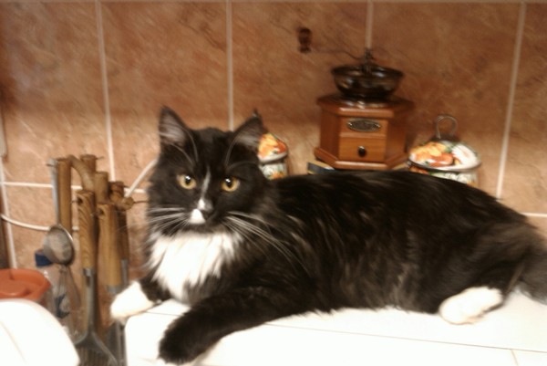 Котяра на кухне.