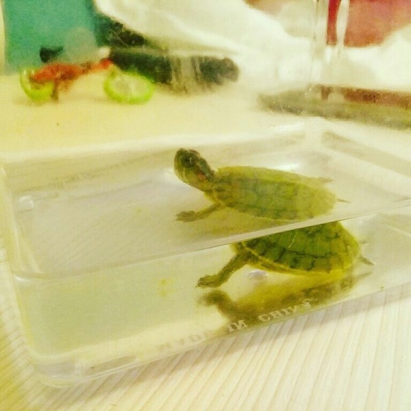 They sell such cute turtles in the village of Anapa, Vityazevo. - My, Turtle, Milota