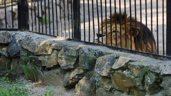 Dejected Lion - My, a lion, Novosibirsk Zoo, Sadness, , Sadness