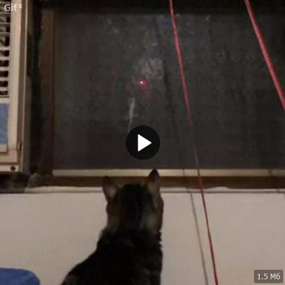 Cool GIF - Laser, cat, GIF