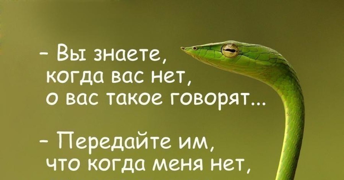 О вас говорят это. Вы знаете о вас такое говорят. Статус в ватсап в картинках. Пословицы про змею. Когда вас нет о вас такое говорят картинки.