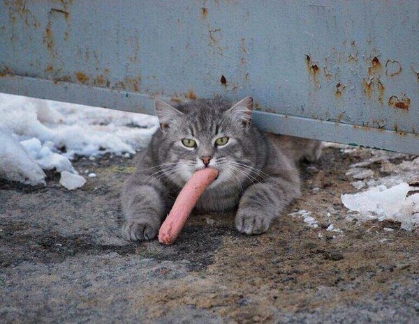 Cat - NSFW, cat, Uncle Fyodor's dad