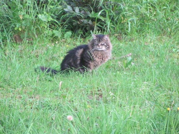 A cat that meows in German - My, cat, Catomafia, Cats and kittens, , Handsome men, Germany