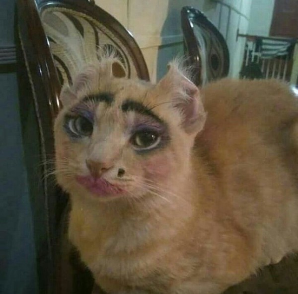 My master is an idiot - cat, Makeup, Pomade, Lipstick