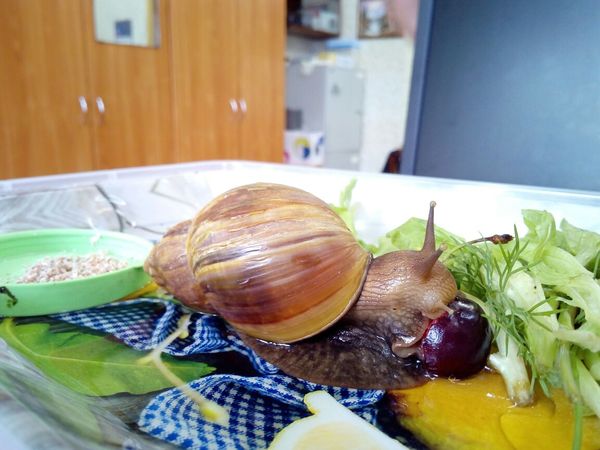 Giant snail-Achatina. - My, Snot, Achatina, Pet, Longpost, Slug, Pets