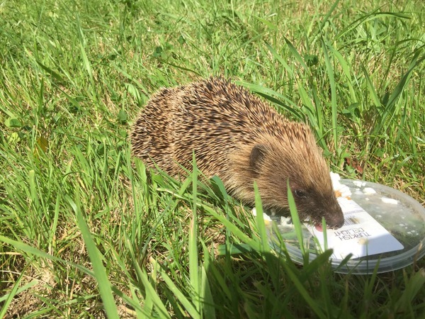 Welsh hedgehog - My, Injury, Hedgehog, Wales, Longpost