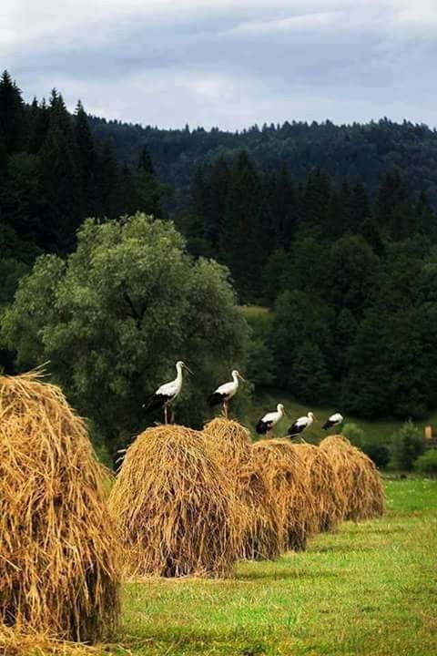 Аисты на строй