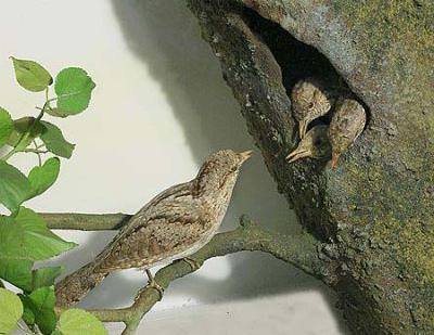 Wryneck - , Wryneck, Woodpeckers, Longpost, Video