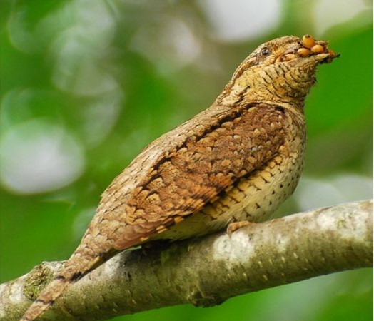 Wryneck - , Wryneck, Woodpeckers, Longpost, Video