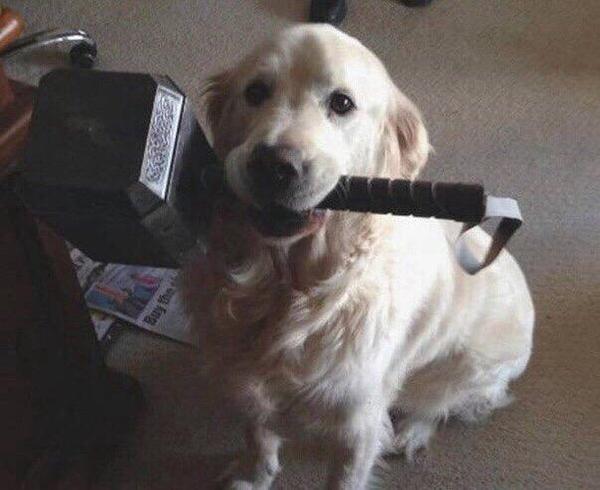 Worthy! - Hammer, Thor's Hammer, , Good boy, Dog, Golden retriever, Mjolnir