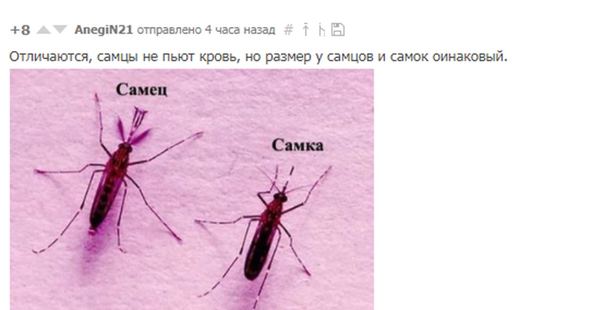 Комары какая группа крови. Самка комара. Самец комара. Комар самец и самка. Самцы комаров пьют кровь.