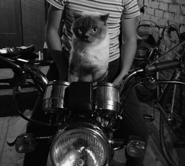 Cats of Anarchy - cat, Garage, Motorcycles, Cool, Sons of Anarchy, Moto