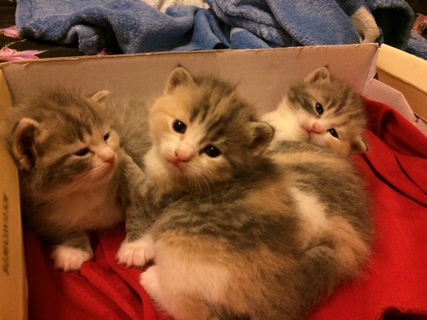 Three from the chest :) - My, My, cat, Kittens