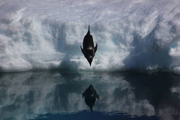 Penguin - My, Penguins, , Antarctica