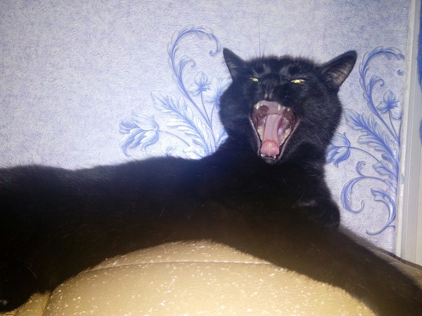 Lucky shot - My, cat, Yawn