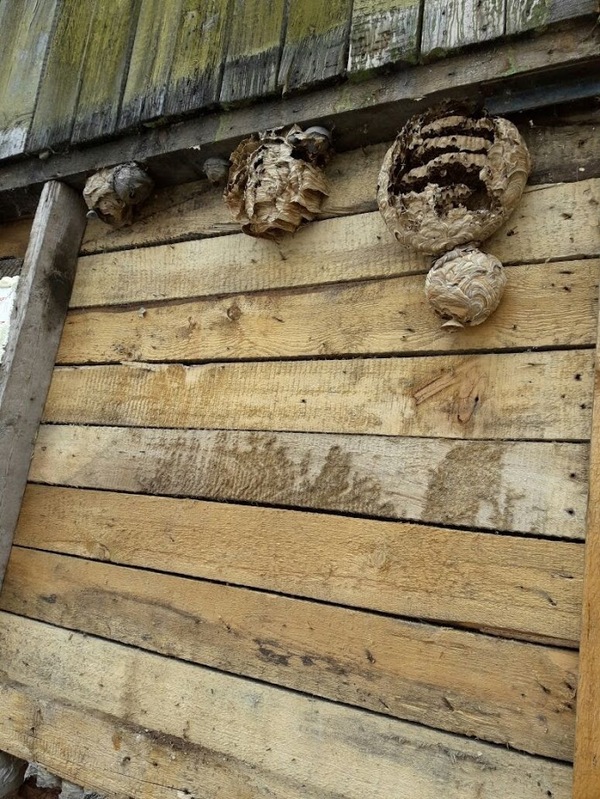 Insulated country house - My, Dacha, Insects, Ugh, Longpost, Trypophobia