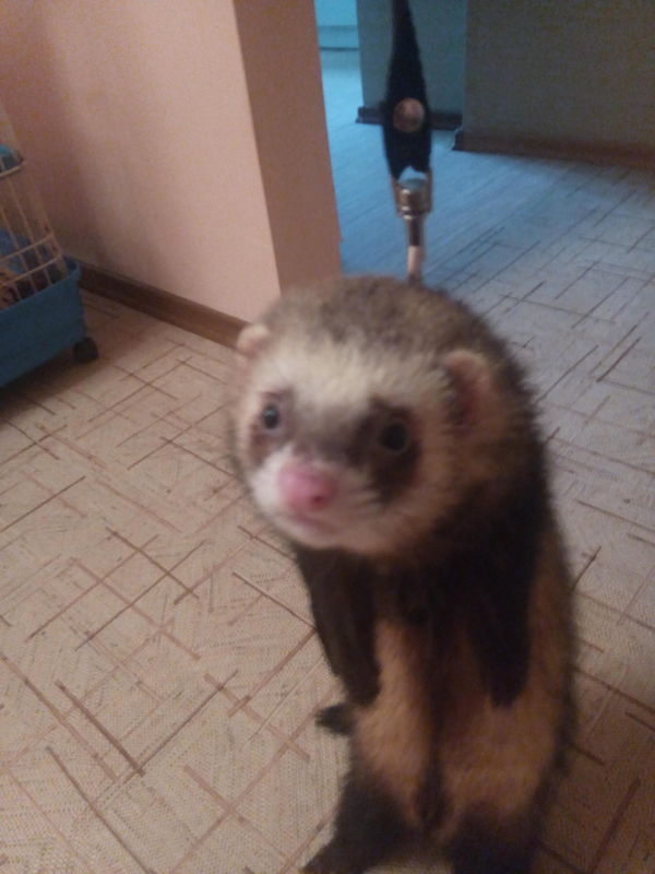 It's Marcus. He's seen some shit. - My, Ferret, My