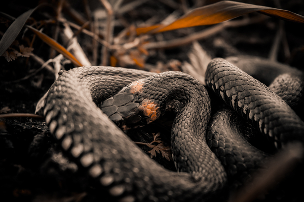 A little composure - My, Photographer, Snake, Nature, Frogs, Longpost