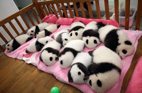 panda cubs - Panda, 
